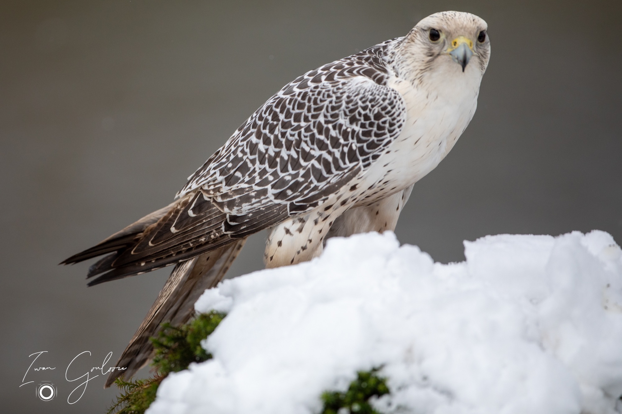 01 april 2022 115010  5D45689